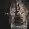 Instructor Herrmann & Fox