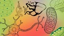 Biology Basics: Understand Life from Cells to Systems