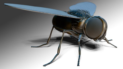 ZBrush Online Course Sculpting and Modelling "The Fly"