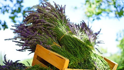 Introductory Aromatherapy Course For Natural Living