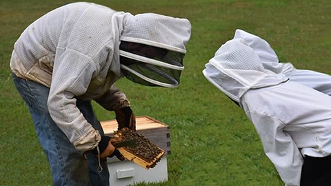 Beekeeping 101: A 10 Step Guide to Becoming a Beekeeper