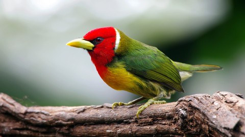 Beginner`s guide to birdwatching: Finding birds & happiness