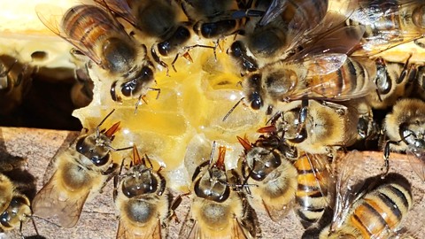 Zen Beekeeping For the Beginner Beekeeper