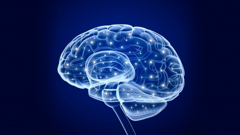 The Neuroscience of Habits
