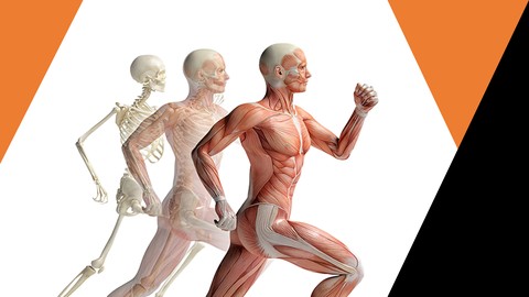 Sistema Muscular - Anatomia Humana