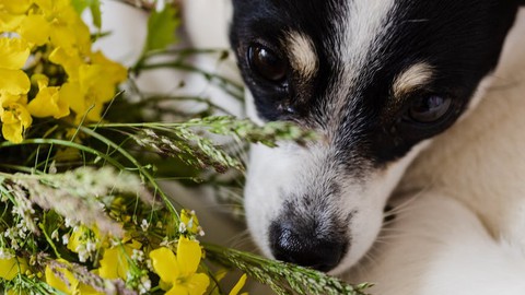 Curso de Fitoterapia Canina : Plantas Medicinales para Perro