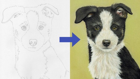 Draw a Border Collie Puppy using Pastel Pencils