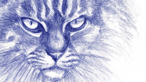 Drawing Animals: From Anatomy to Rendering