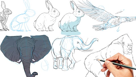 Drawing Animals - Anatomy, Details and Motion