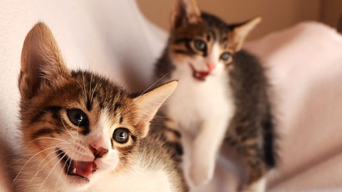 Cat Behavior Rectification & Cat Health Care: 2 courses in 1