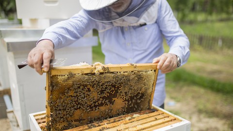 Beekeeping: A first course for Aspiring Beekeepers