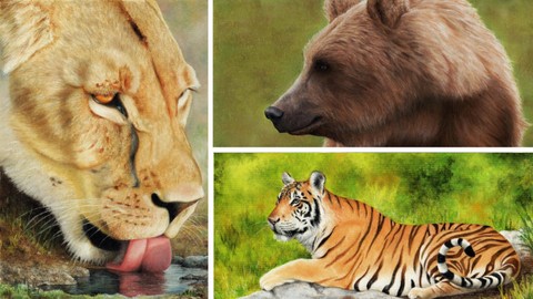 How to Draw Lions, Tigers and Bears using Pastel Pencils