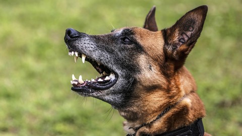 Dog Training: 50 Common Dog Behaviors & Ways to fix them