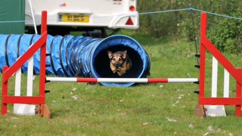 Dog Agility for Newcomers