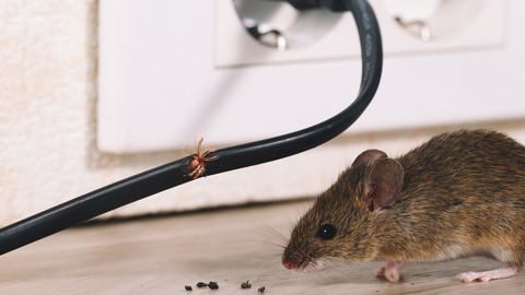 Mempelajari Cara Membasmi Hama & Tikus dalam Gedung
