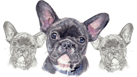 Watercolour color painting. Portrait of a French bulldog.