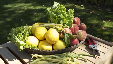 Vegetable Gardening: How to Grow Healthy, Fresh Food at Home