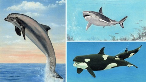 Learn To Draw Sea Life - Dolphin, Shark and Killer Whale