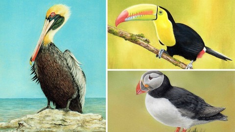 How To Draw Birds Vol 2 - Puffin, Pelican & Toucan