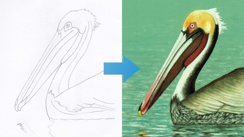How To Draw a Pelican Step by Step with Pastel Pencils