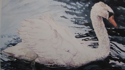 Swan in Watercolour