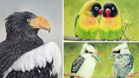 How To Draw Birds Vol 4 - Sea Eagle, Kookaburras and Parrots
