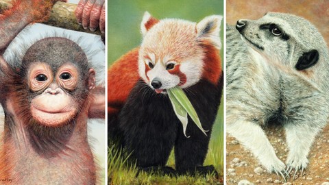 How To Draw Wild Animals Vol 6 - Panda, Orangutan & Meerkat
