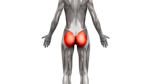 How to activate your glutes with in depth exercise tutorials