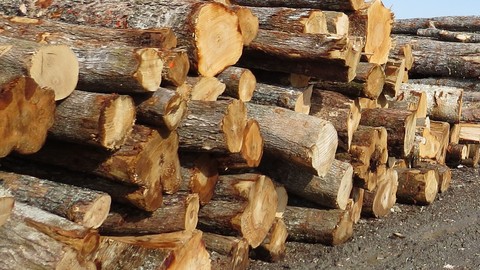 Introduction to Bucking Hardwood Trees for Value