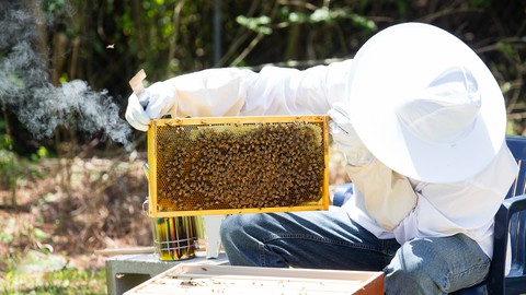 Beginning in Beekeeping: Start Your Very First Beehive!