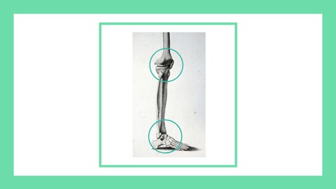Osteopatía y terapia manual de la RODILLA y el PIE