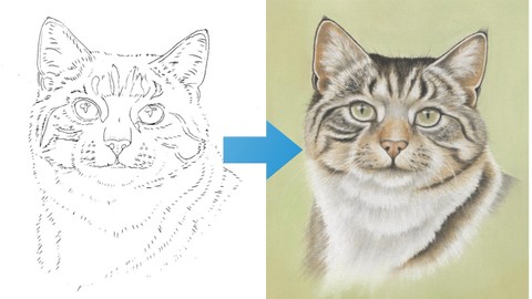 Learn to Draw a Tabby Cat | Amazing Results for Beginners