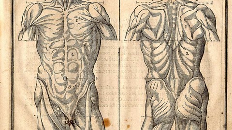 Anatomia e Fisiologia per l'operatore Olistico