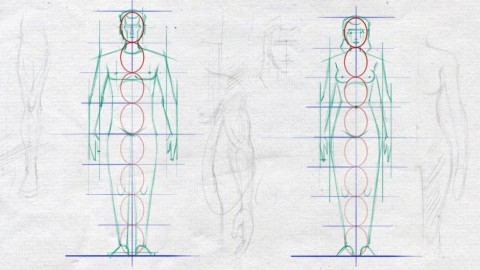 Easy Steps to Figure Drawing - Anatomy of Male & Female Body