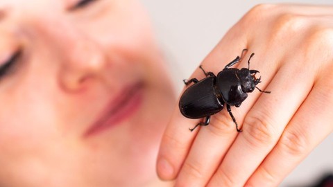 Introduction à l' entomologie - Débutants & intermédiaires