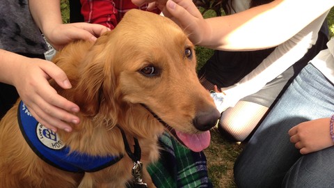 Therapy Dog Training: Does Your Dog Have What it Takes?