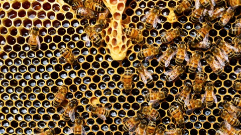Beekeeping Fundamentals