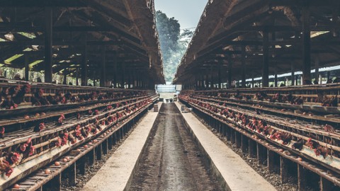 Poultry Farming Fundamentals