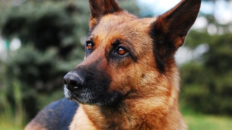 Secretos Del Perro Pastor Alemán: Cuidados y Adiestramiento