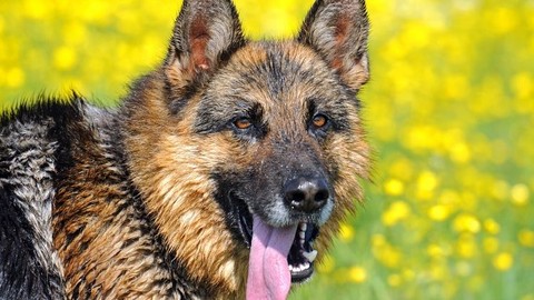 Secrets of the German Shepherd Dog: Care and Training