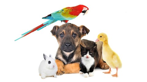 ANIMAL REIKI: Animal Reiki Practitioner Certification!