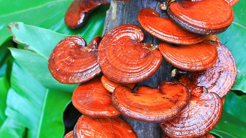 Herbalism :: Medicinal Mushrooms Certificate