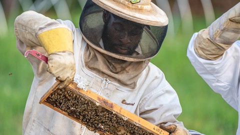 The Ultimate Beekeeper's Guide (African Bees)