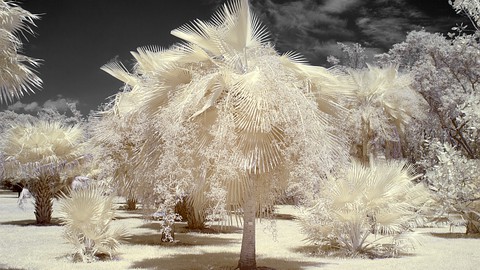 The Skeptic's Guide to Infrared Photography