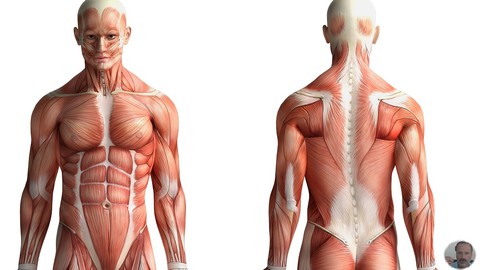 Naturopathie cours n° 3 - Les muscles du corps humain