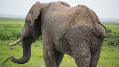 Learn The crisis of Africa Elephants from an expert