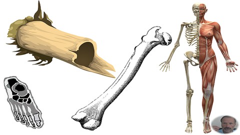 Naturopathie cours n° 4 - Le squelette du corps humain