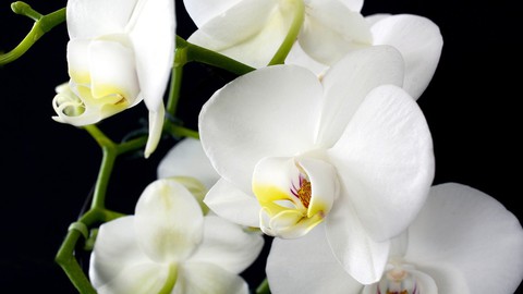 Growing orchids at home