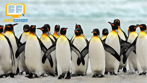 HowExpert Guide to Penguins