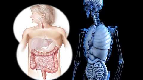 Naturopathie cours n° 6-Le système digestif du corps humain